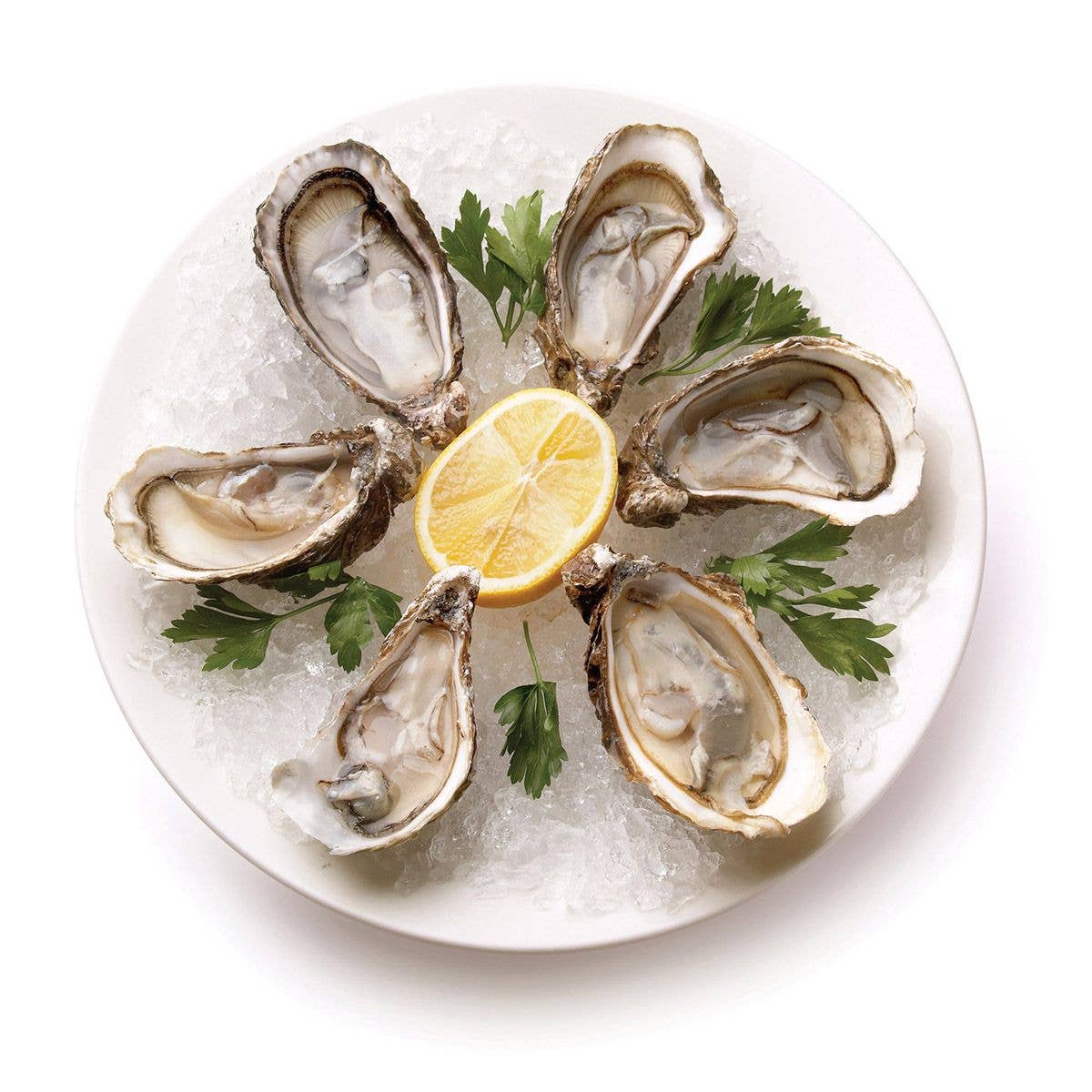Maine Man Oyster Knife